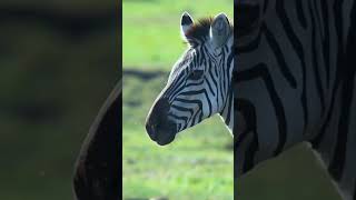 female zebra lost his child wildlife animals animalswildlife wildanimals [upl. by Hoffman]