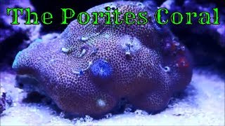 The Porites Coral The Whole Story [upl. by Caria]