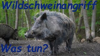 Was tun wenn Dir Wildschweine begegnen [upl. by Arahahs]