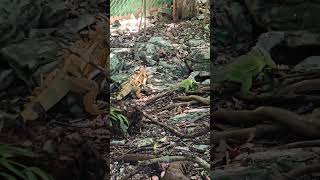 Wild green iguana pair Playa del Carmen Mexico tropical Caribbean jungle city lizard life nature [upl. by Yecnahc]