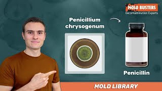 🦠 Penicillium chrysogenum  📚Mold Library  Mold Busters [upl. by Llehsim]