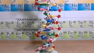 Видео обзор  Модель структуры ДНК [upl. by Charin]