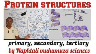 Biochemistry Structures of Proteins  primary  secondary Explained [upl. by Arahsal]