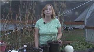 Gardening Tips  How to Care for Blueberry Bushes [upl. by Eenolem]