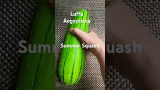 Luffa AegyptiacaSummer Squashluffa summer squashImelda Ingram USA [upl. by Attesor]