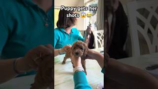 Puppy gets vaccinated and microchipt [upl. by Old]