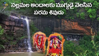 నల్లమల అందాలకు ముగ్దుడై వెలసిన పరమ శివుడు  Palanka Veerabhadra Swamy TempleNallamala Forest [upl. by Philina]