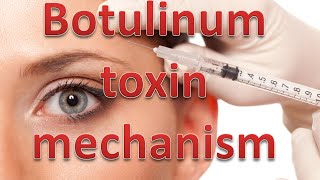 Botulinum toxin mechanism [upl. by Willard145]