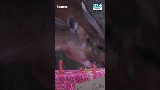 Animals Celebrate Christmas with Gifts and Lights  News Today  DRM News  AQ1J [upl. by Irami]