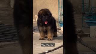 Top Quality Gsd Long Coat in Jaipur trending youtubeshorts doglover jaipur puppy india [upl. by Yelram512]