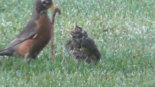 NASTY WORM No Wonder Baby Robin is Reluctant [upl. by Lemhar]