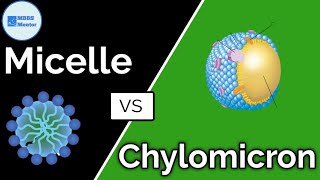 Difference between Chylomicron and Micelle  Gastric Physiology  MBBS Mentor [upl. by Intirb196]