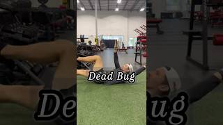 Dead Bug Demonstration [upl. by Aneer]