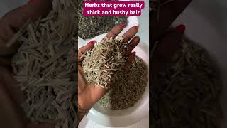 Herbs for thick bushy hair shorts [upl. by Urd64]