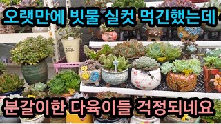 이제 막 분갈이 한다육이들 까지 비를 흠뻑 맞아서 걱정이네요 옥상 중앙이나 하우스 다육이 한테는 보약이될거같아요 되도록이면 빨리 말려야해서 선풍기 실링팬 풀가동해요 [upl. by Raymonds591]