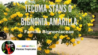 Tecoma stans o tronadora  Familia Bignoniaceae [upl. by Anahir248]