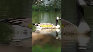 The Forgiving Goose Power of Forgiveness  Motivational story goosegooseduck forgiveness power [upl. by Elletsirhc320]