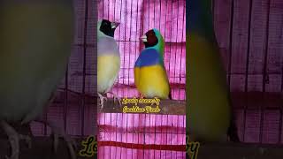 Lovely dance by Gouldian Finch GouldianFinch love viralvideo viralshorts popular everyone [upl. by Liamaj]