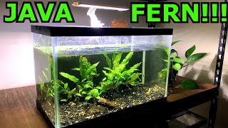 How to Propagate Java Fern  Hydroponic Emersed Grow System [upl. by Virgel605]