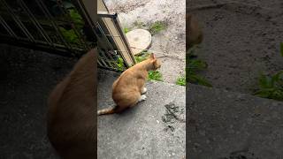 YUCK it’s a Hairball funny cat rescue [upl. by Scurlock]