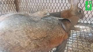 Backyard Rabbit farming Cuniculture breeding mating of rabbits [upl. by Billye296]