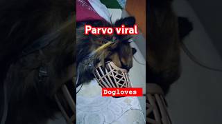 Parvovirus parvo dog parvodisease parvovirussymptoms doglover dogcaretips [upl. by Asher]