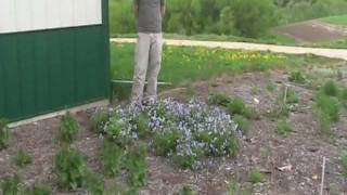 Jacobs Ladder Polemonium reptans and Midland Shooting Star Dodecatheon meadia [upl. by Nikos]