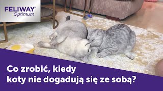 Co zrobić kiedy koty ze sobą walczą  FELIWAY Optimum [upl. by Eznyl]