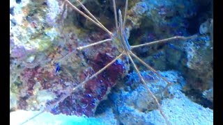 How to prevent and eliminate reef tank pests  Bristle Worm  Simple Saltwater Aquarium [upl. by Ursuline]