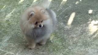 Zwergspitz Pomeranian Welpe Mädchen [upl. by Penney]