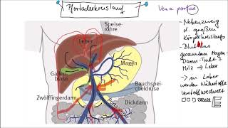 Pfortaderkreislauf und FirstPassEffekt einfach erklärt [upl. by Ehrenberg988]