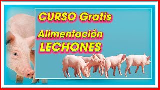 La MEJOR Alimentación de LECHONES ǀ Ing Jannin Hernández Blandón MSc [upl. by Ettenav]