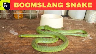 Boomslang Snake Dispholidus typus [upl. by Moreland943]