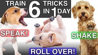 How to Train your Puppy 6 Tricks in 1 Day [upl. by Narol542]