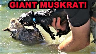 Boon Catches RECORD BREAKING Muskrat [upl. by Bullen]