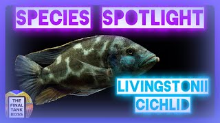 Species Spotlight Livinstonii Cichlid Great beginner Hap [upl. by Adi]