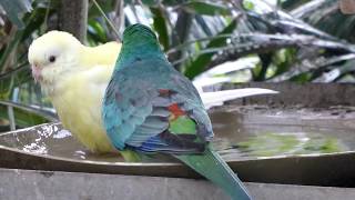 Red Rump Parrots Bathing [upl. by Icnarf]