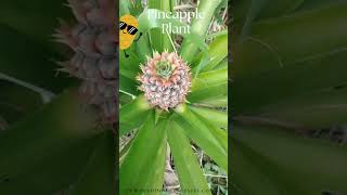 Pineapple Fruit Plant  shortsfeed shorts [upl. by Imyaj]