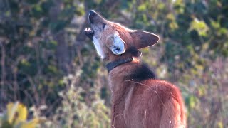 Wild Maned Wolf roarbarking [upl. by Farron]