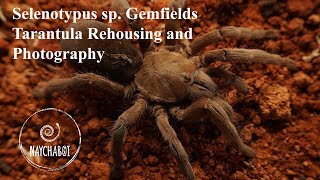 Selenotypus sp Gemfields Tarantula Rehousing and Photography [upl. by Roxanna]