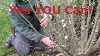 How to Prune Rose of Sharon Hibiscus syriacus [upl. by Nysila791]