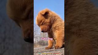 Cute dog 🐕 video amp funny video funny shortsfeed comedy short [upl. by Meli]