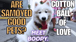 Are Samoyed puppies good as first dogs [upl. by Glogau]