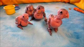 Baby Caique Parrots 15 weeks old [upl. by Ecirtemed]