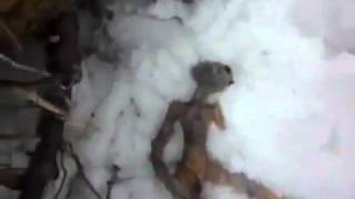 Un extraterrestre mort en russie  Ovnidunetfreefr [upl. by Eidua395]