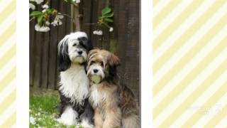 Tibetan Terrier Dog breed [upl. by Roseanne]