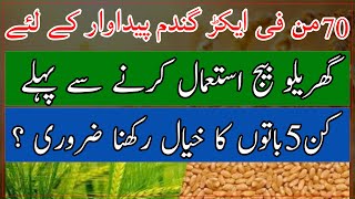 Domestic wheat seed usage protocols How to prepare wheat seed Wheat seed selection گندم کا بیج [upl. by Tyrone]