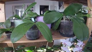 Tutoriel Orchidée  comment arroser lorchidée en appartement [upl. by Chatav]