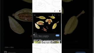 Como utilizar o cardamomo nas suas receitas saudáveis [upl. by Deeann193]