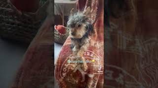 Mini dog messy hair day 😂 fypシ゚viral puppy tinypets babyanimal minipets minidogstrending [upl. by Suirtemid]